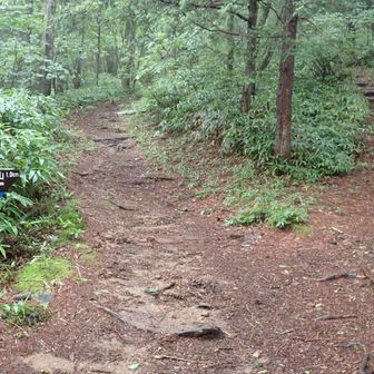タカウチ場
雨なので少しでも楽できるよう、池山を通らない方（左）へ
でも楽するとバタが当たりそうなので、帰りにはちゃんと池山を通って来た