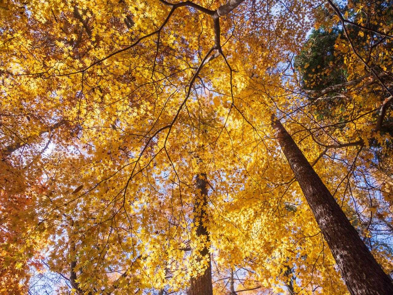 紅葉オンパレード
