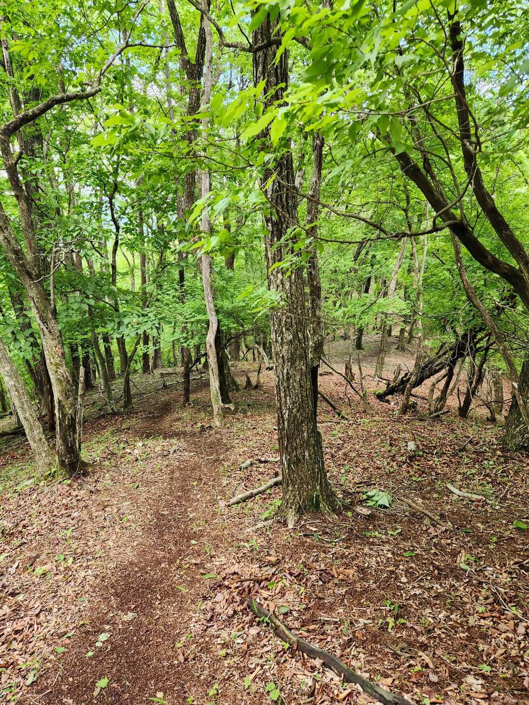 雑木の山路より歩きやすい。