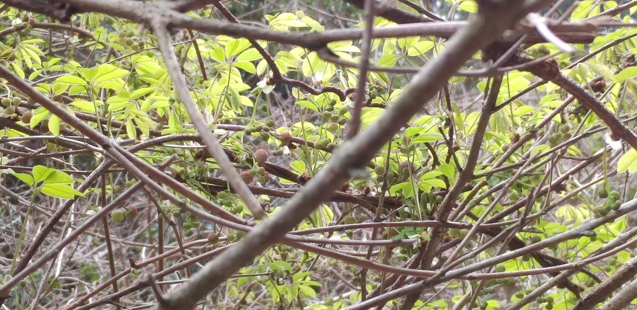 アケビ