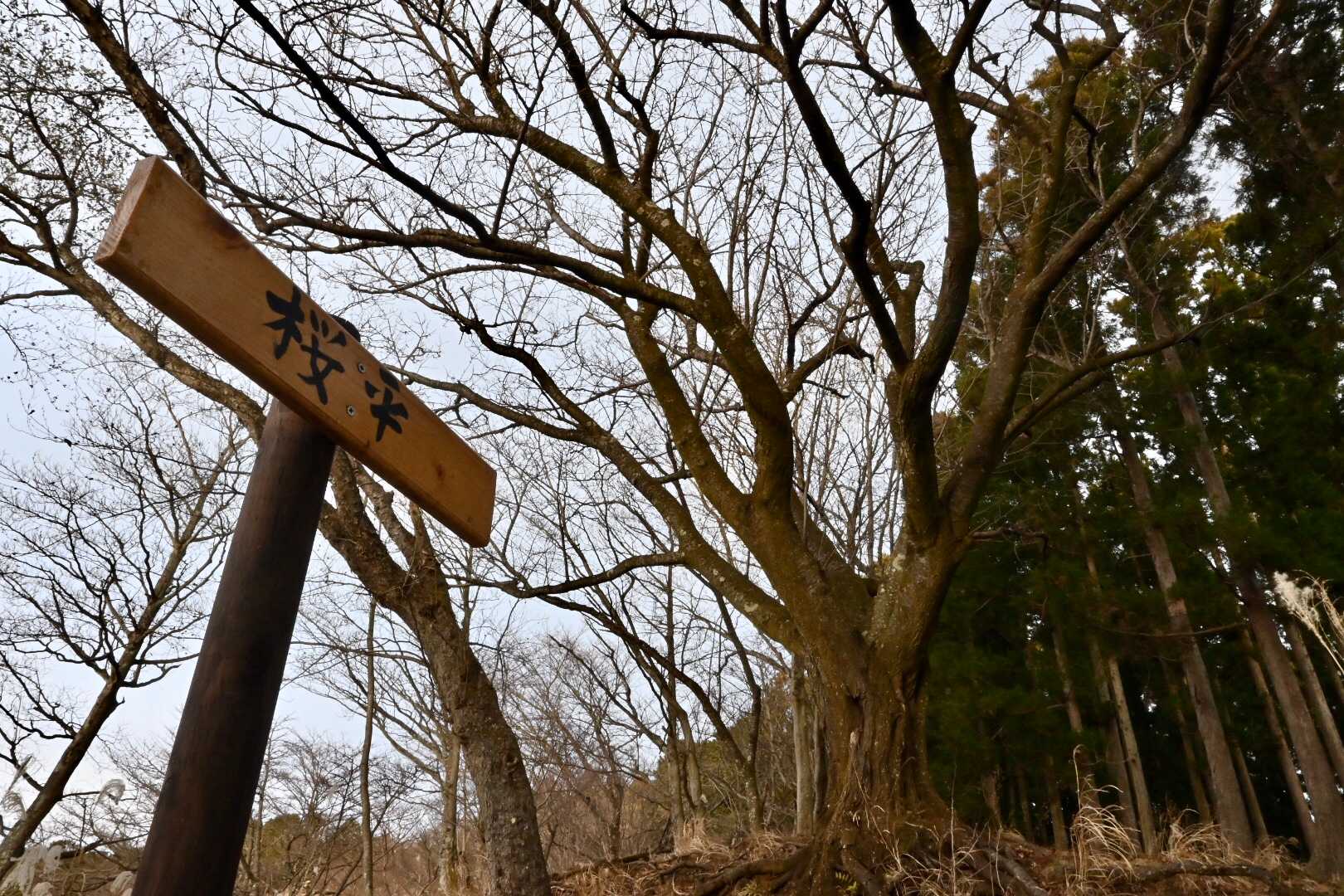 桜平。
ソメイヨシノの大木が数本植えられている。