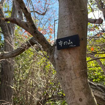 中の山
ここはメインルートから逸れた尾根のどん詰まり。
こういうところの山頂はゲットしておいた方が、取りこぼしなくていいかなぁと頑張った。
ここから引き返します。