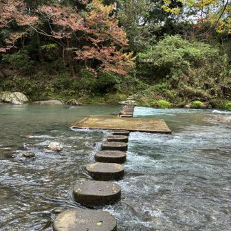 ドレミファ橋の飛び石は所々が水没してました。
