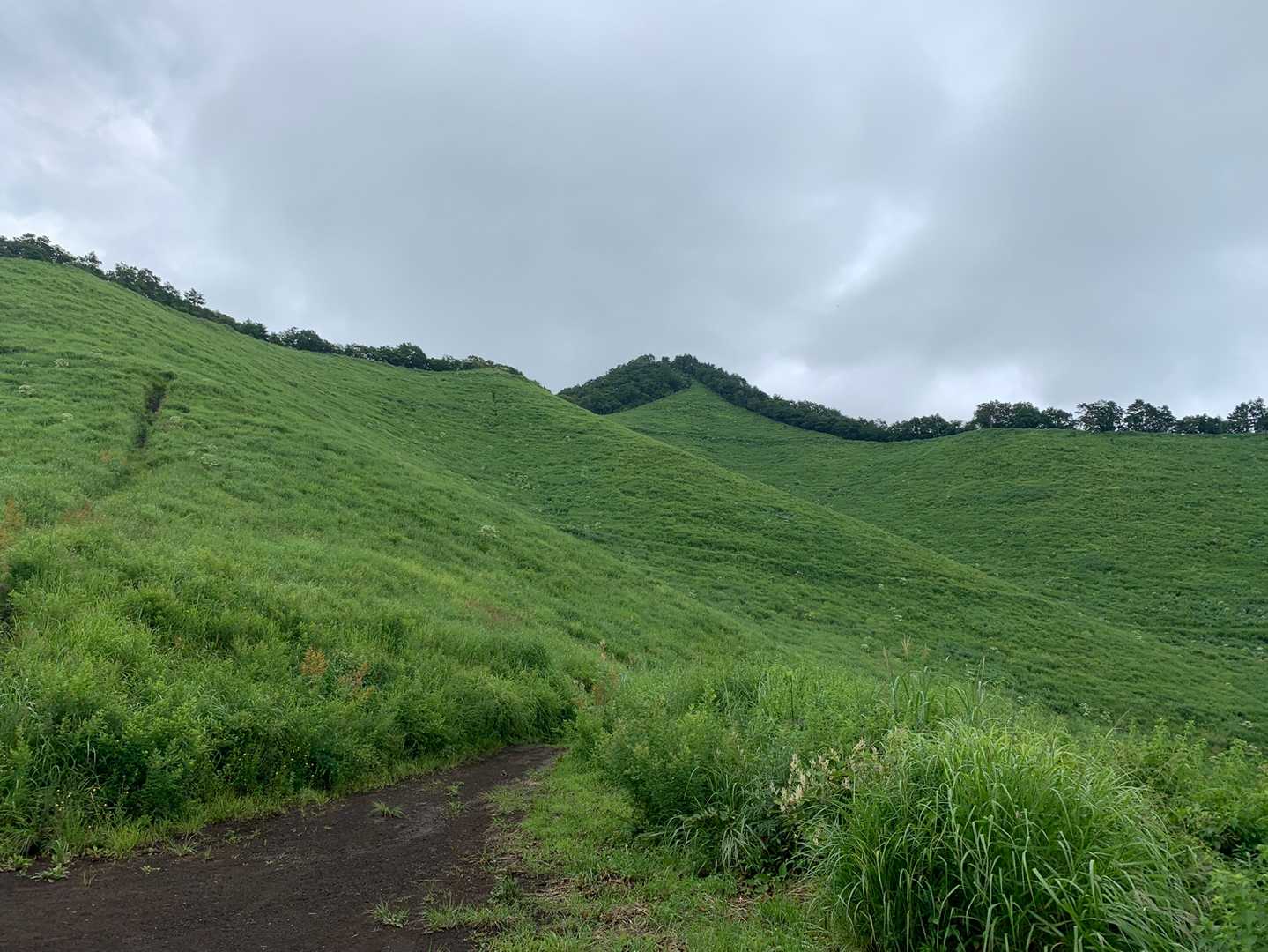 こんな山道の左右に咲いてます(o^^o)