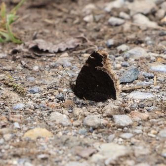 地面にはキベリタテハ🦋