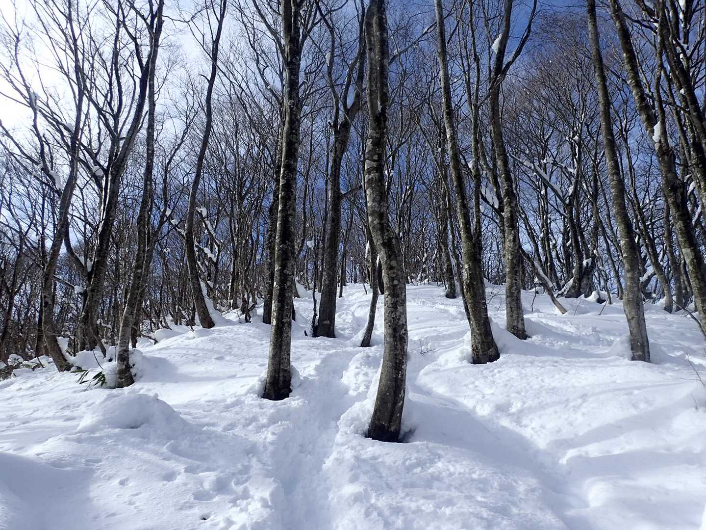 泉ヶ岳表コース山口-泉ヶ岳 往復コースの写真