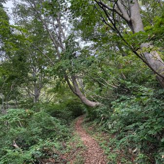 素敵な森の急登をひたすら歩きます🚶‍♀️