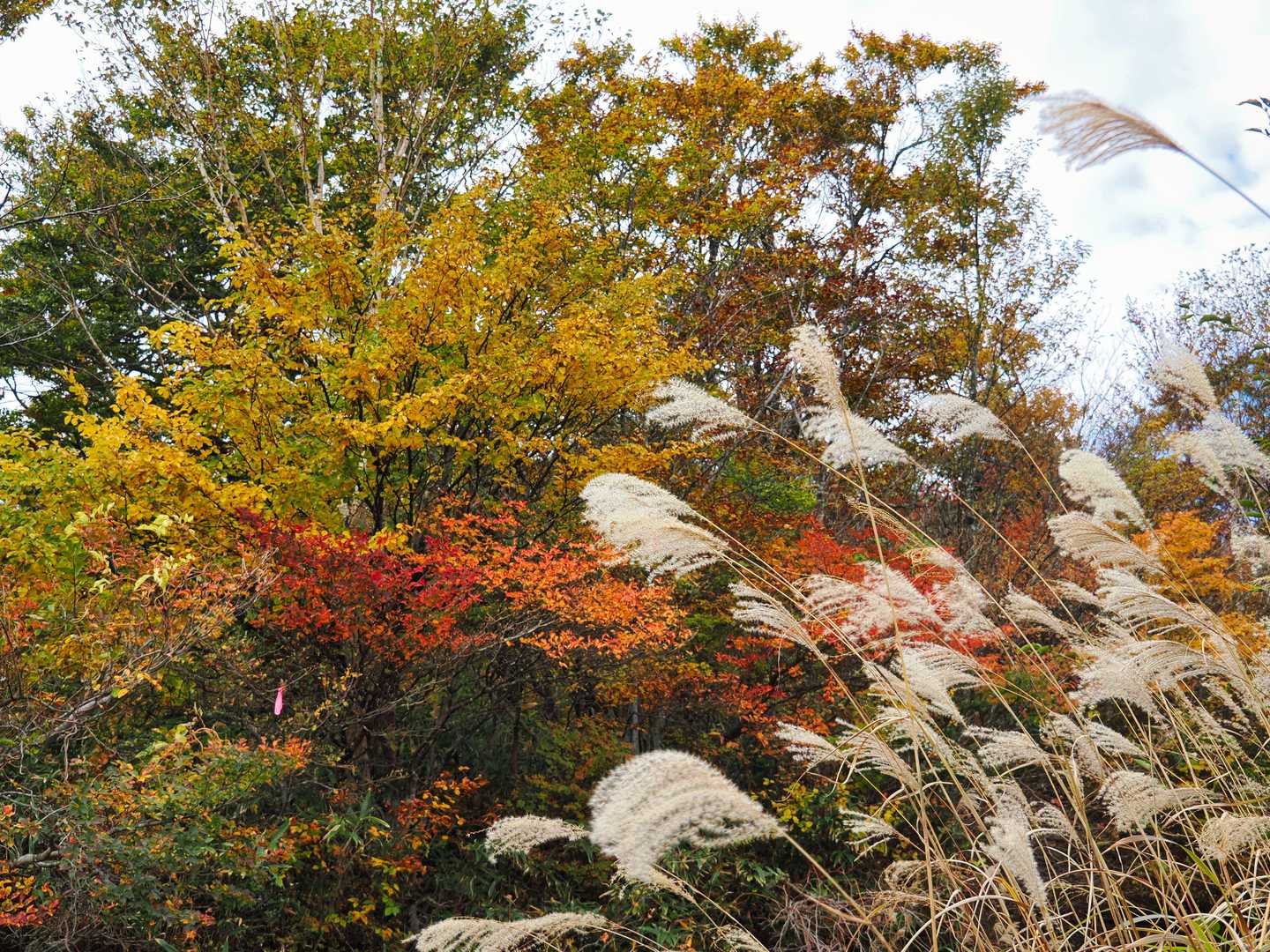 紅葉している木々が増えてきた。