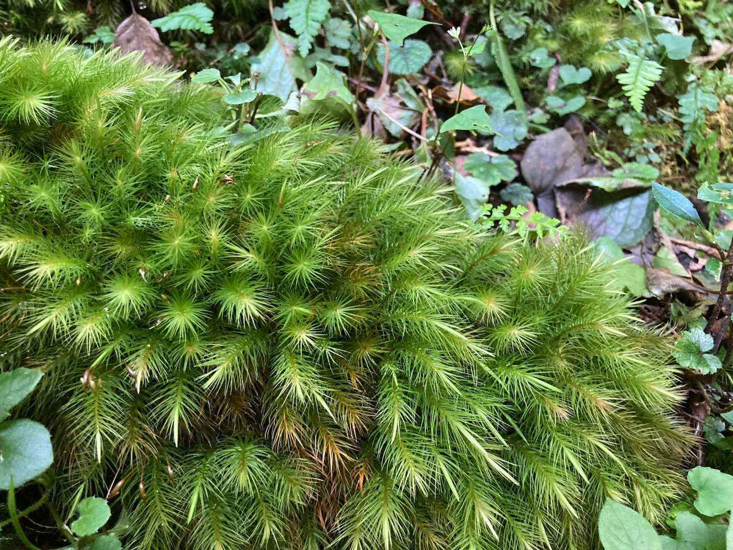 見ただけで気持ちのいい手触りが伝わってくるヒノキゴケ（たぶん）