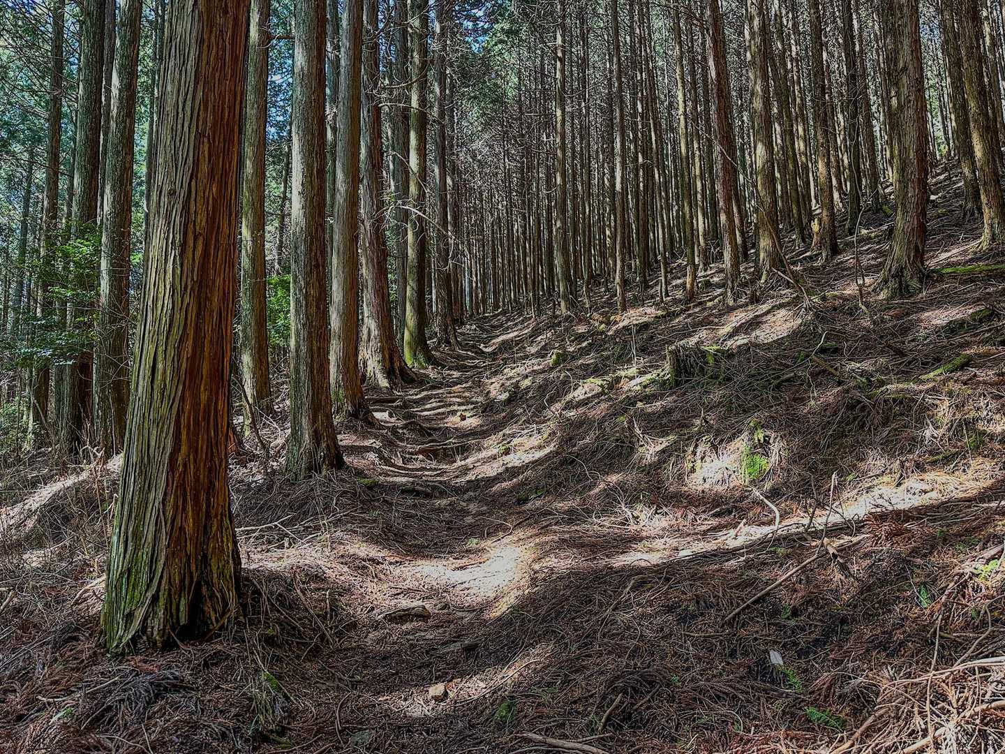 十八神社-額井岳-戒場峠-戒場山-戒長寺 周回コースの写真