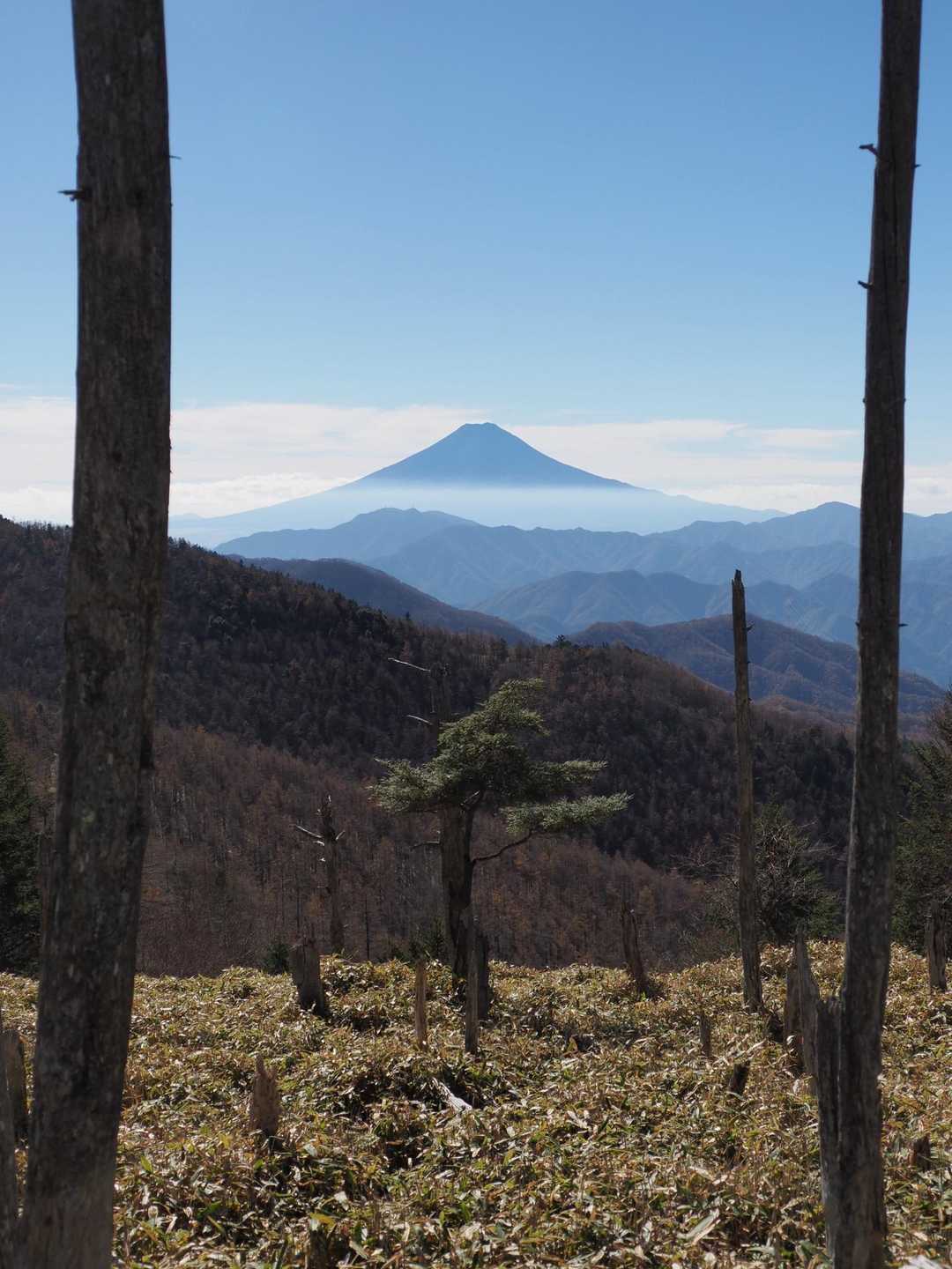 頂上手前の立枯れエリアから