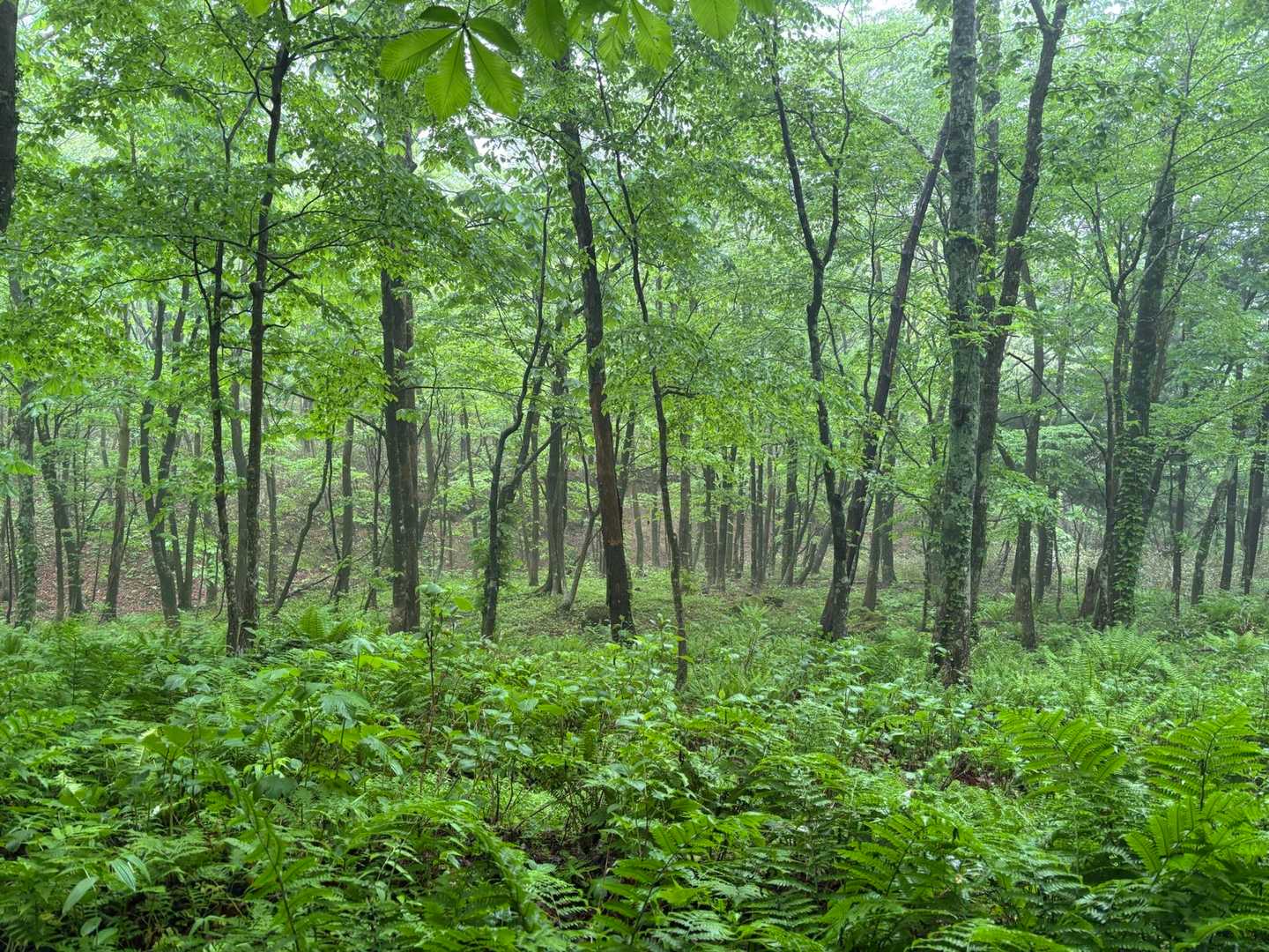 キレイな🌿に癒されて