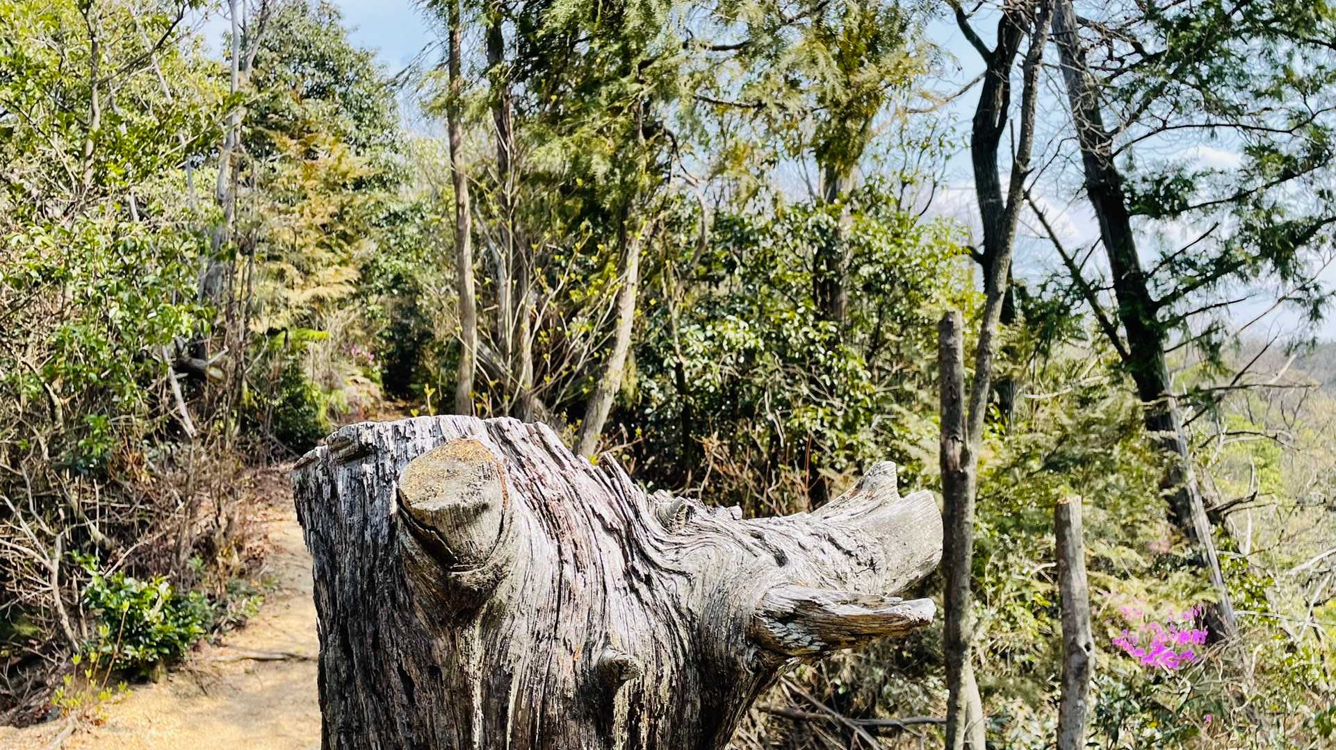 イノシシの横顔に見えるのは私だけ？
🐗←これの逆方向ね  顔→こっち向いてる