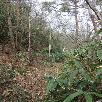 元・林道らしき道と合流。左へ