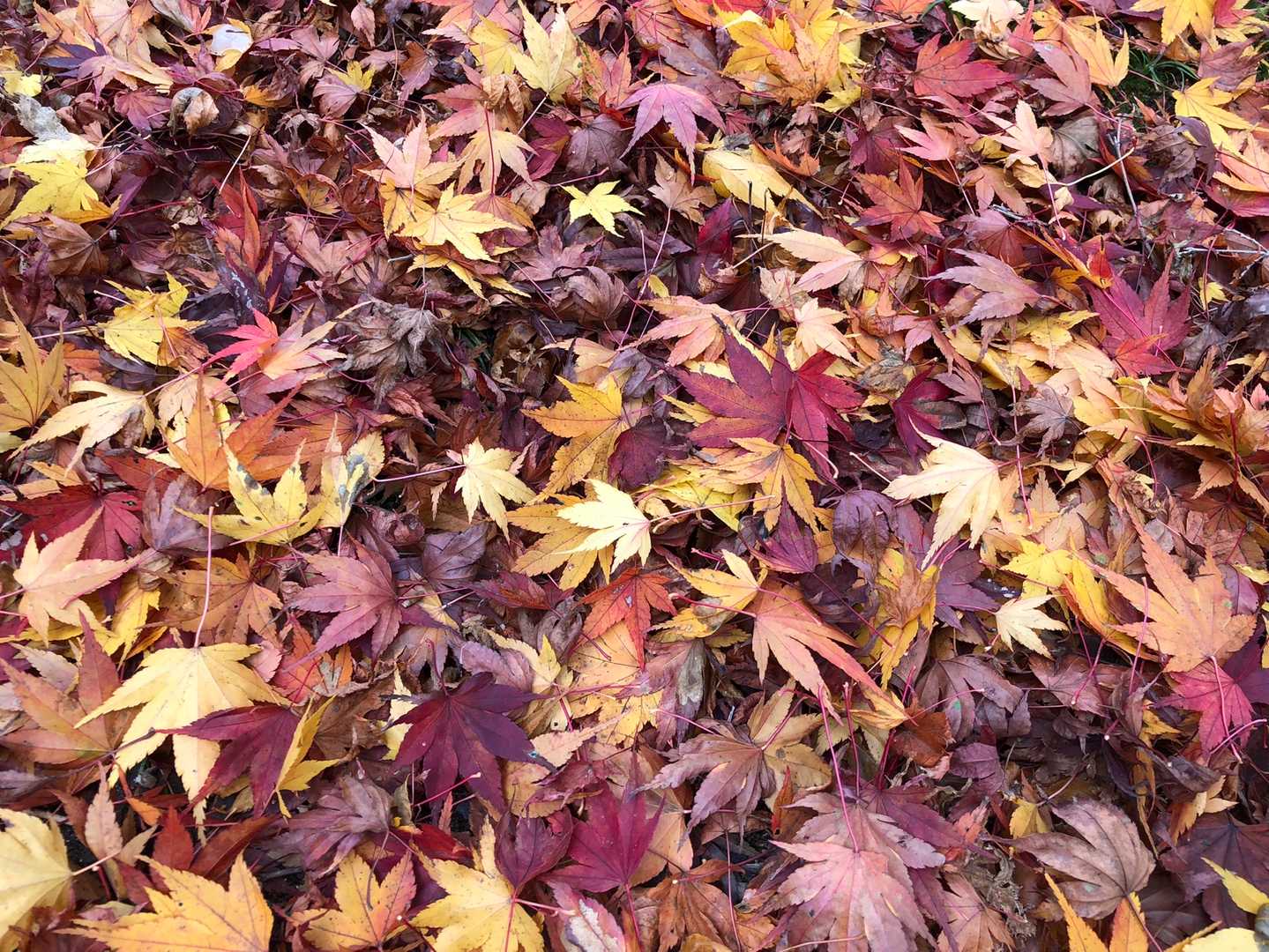 霊山登山口-霊山 周回コースの写真