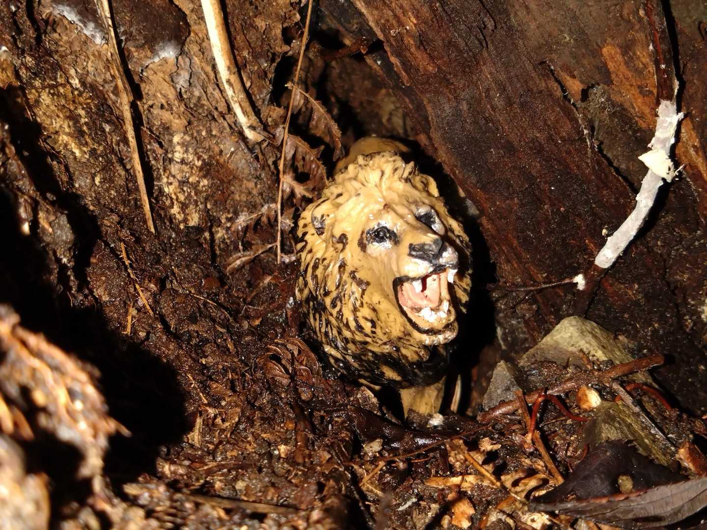 羽沢のサファリパークのライオン🦁と