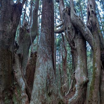 吉村家跡の防風林
立派！