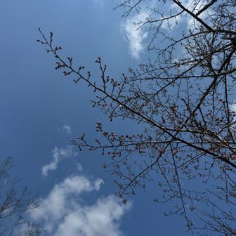 頂上のヤマザクラはもう少し🌸