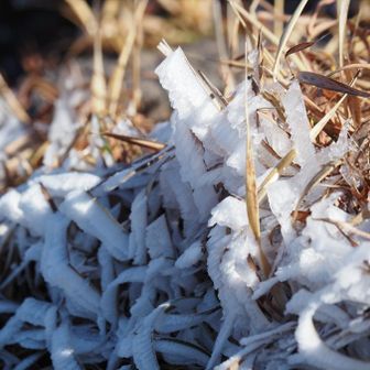 出来たての霧氷