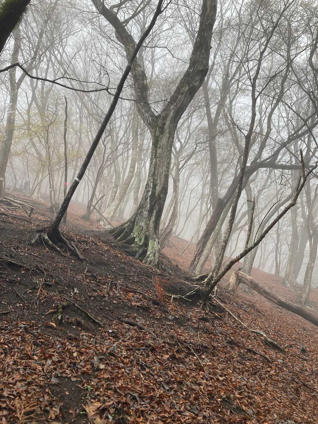 ミツバ岳登山口-大出山-権現山 往復コースの写真
