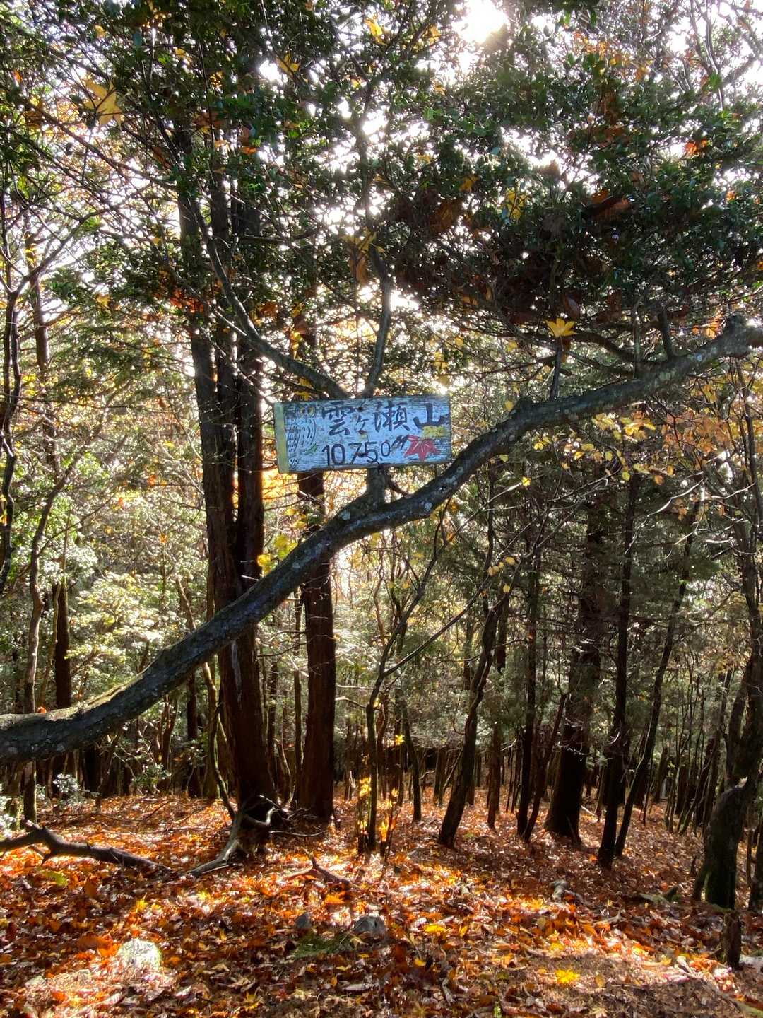 高見峠-雲ヶ瀬山-ハッピのタワ-ハンシ山-伊勢辻山-赤ゾレ 往復コースの写真