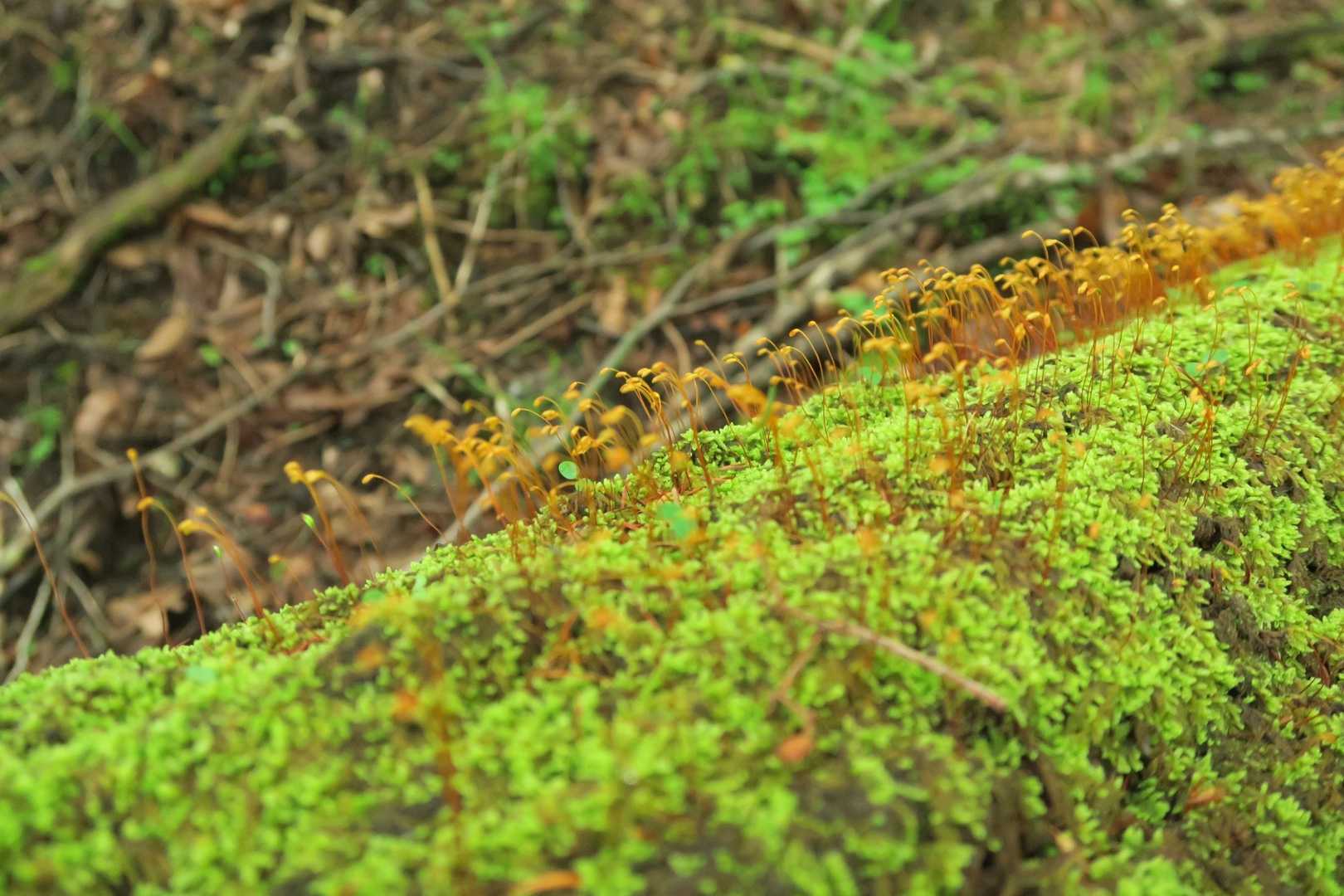 下山は苔むす樹林帯を歩きました。
苔から生える何かの芽。