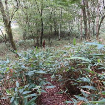 登山道の最後にちょこっとだけ藪漕ぎ