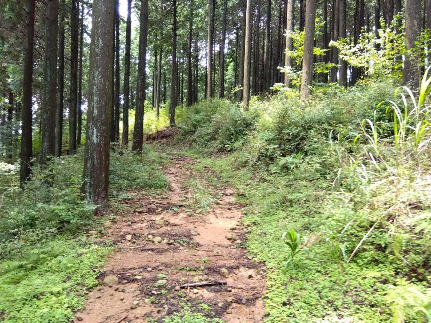 しばらくは林道を歩きます。