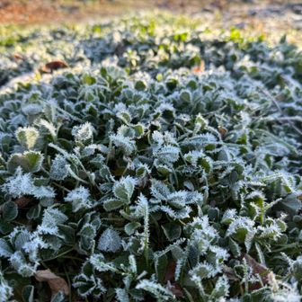朝日に霜がキラキラ✨