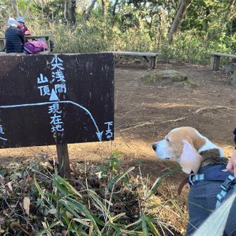 犬「山頂か…とりま飯にしようぜ！」