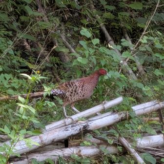 キジに似てるけど、山鳥のメスらしい。🦃