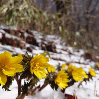 金剛山・二上山・大和葛城山 福寿草🌼
まだ半分くらいは蕾でした💦