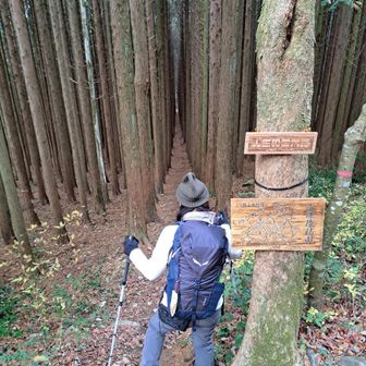 さあ、人生の並木路を通り抜けます。