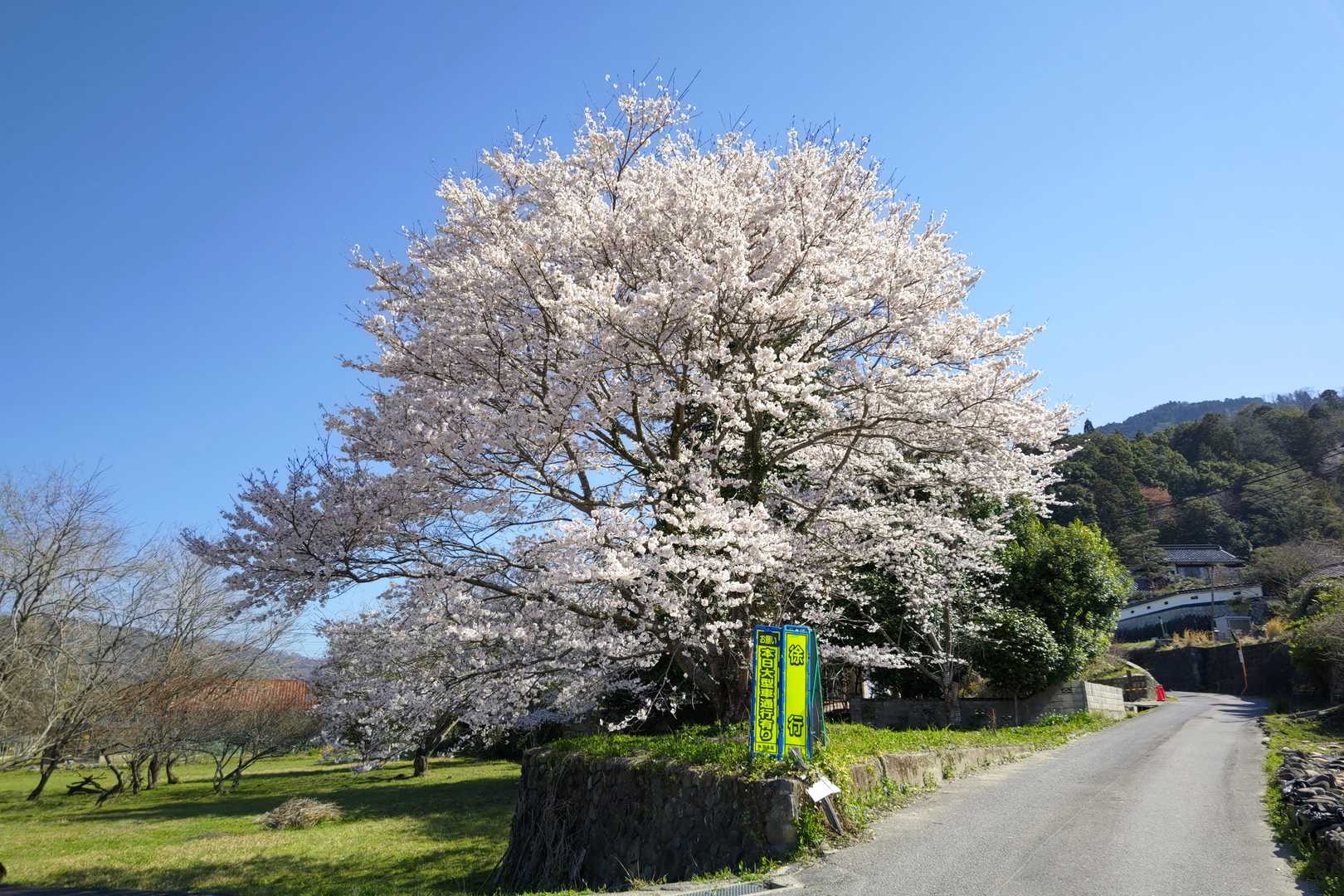 さくらまつり開催中🌸