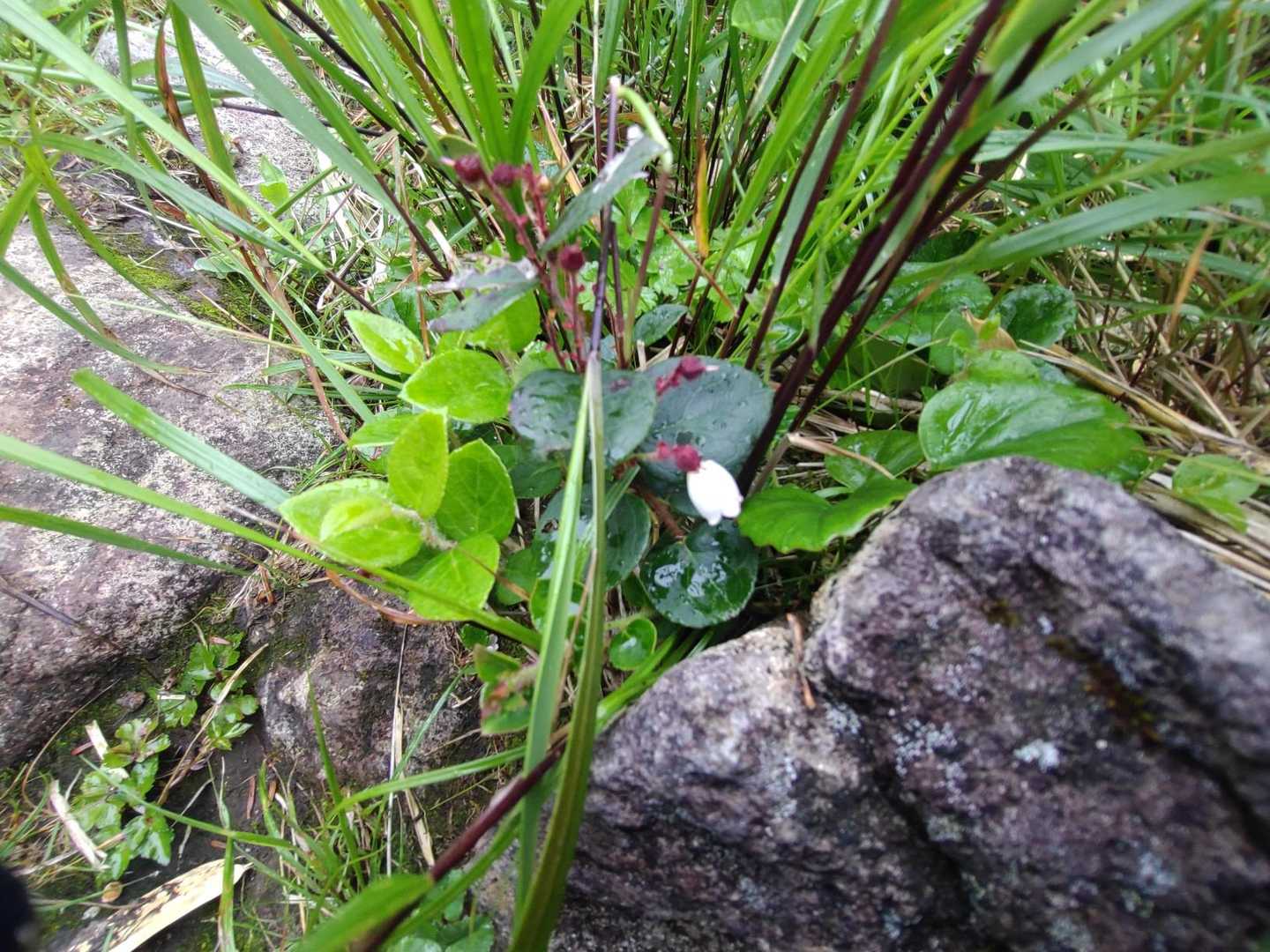 黒谷地登山口-茶臼岳 往復コースの写真