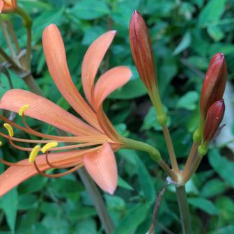 🦊キツネノカミソリ
葉っぱが枯れてから、花が咲くらしいです