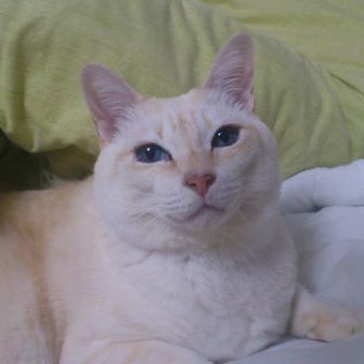 どすこいマンタ海