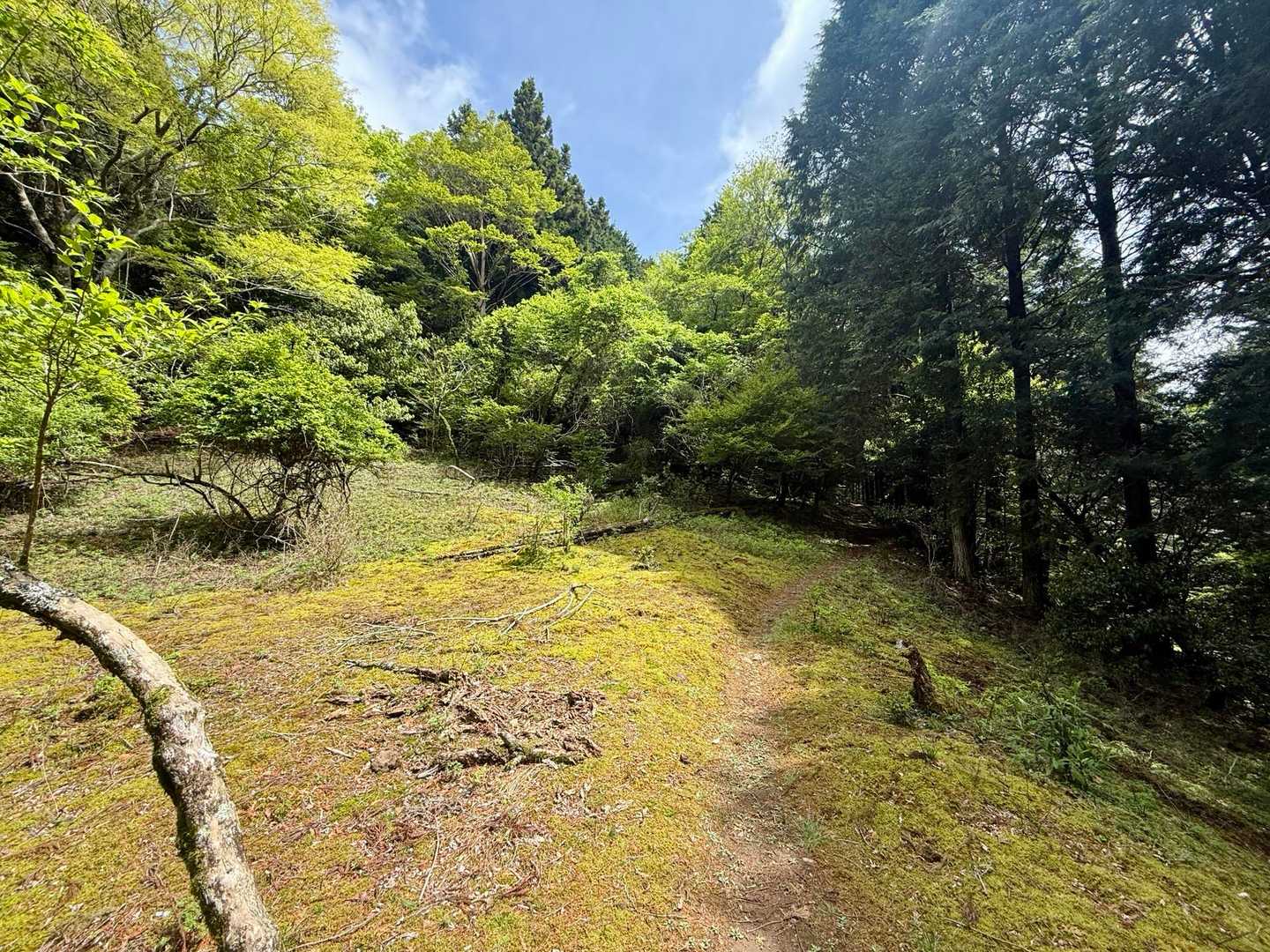 ずっとここまで、
緩やかな登りで
楽ちんな登山道😆