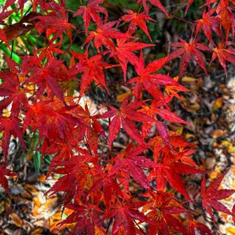 めっちゃ美し⸜❤️⸝