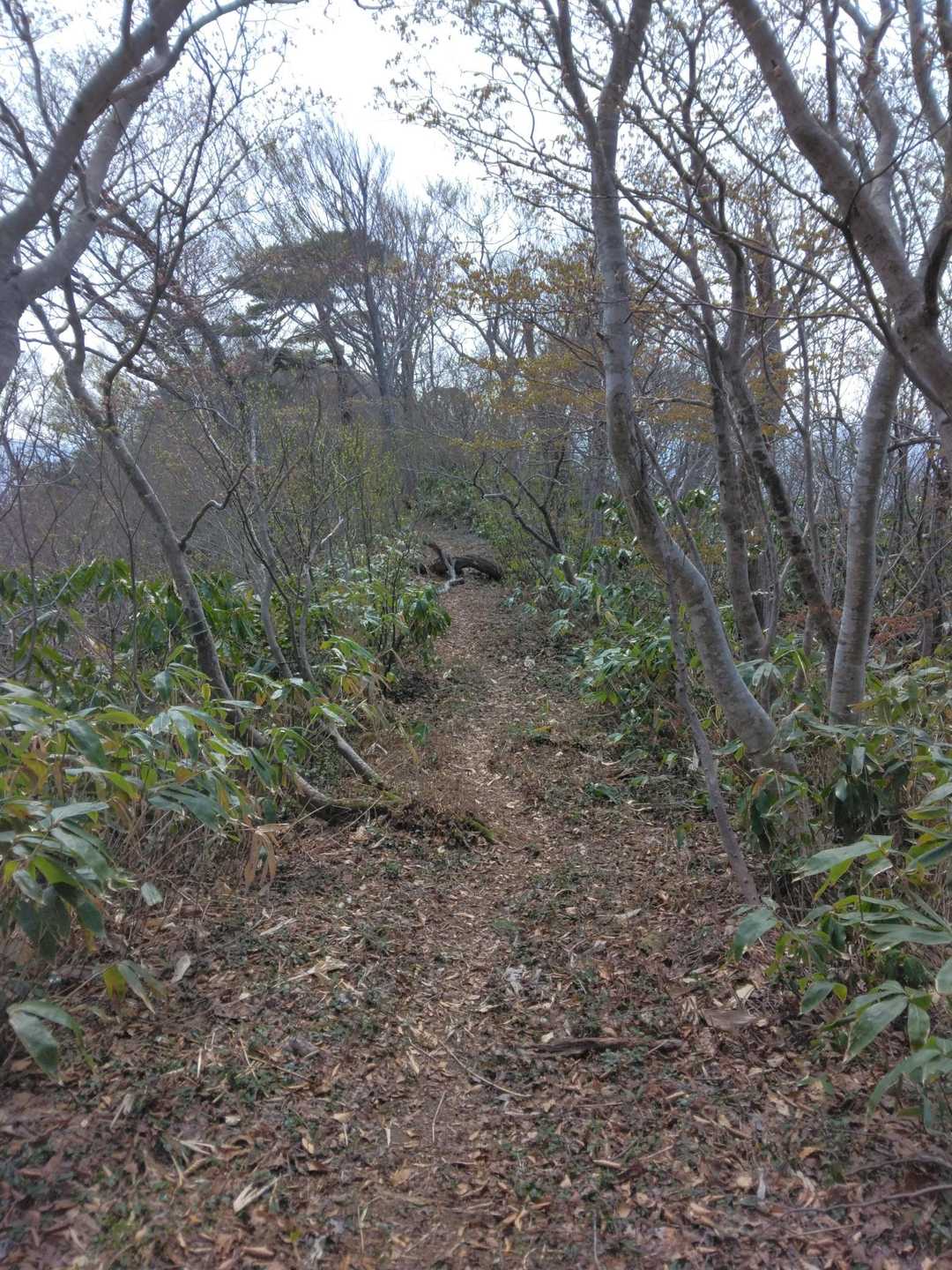 地獄のような急登の後は天国みたいな楽チン登山道😇