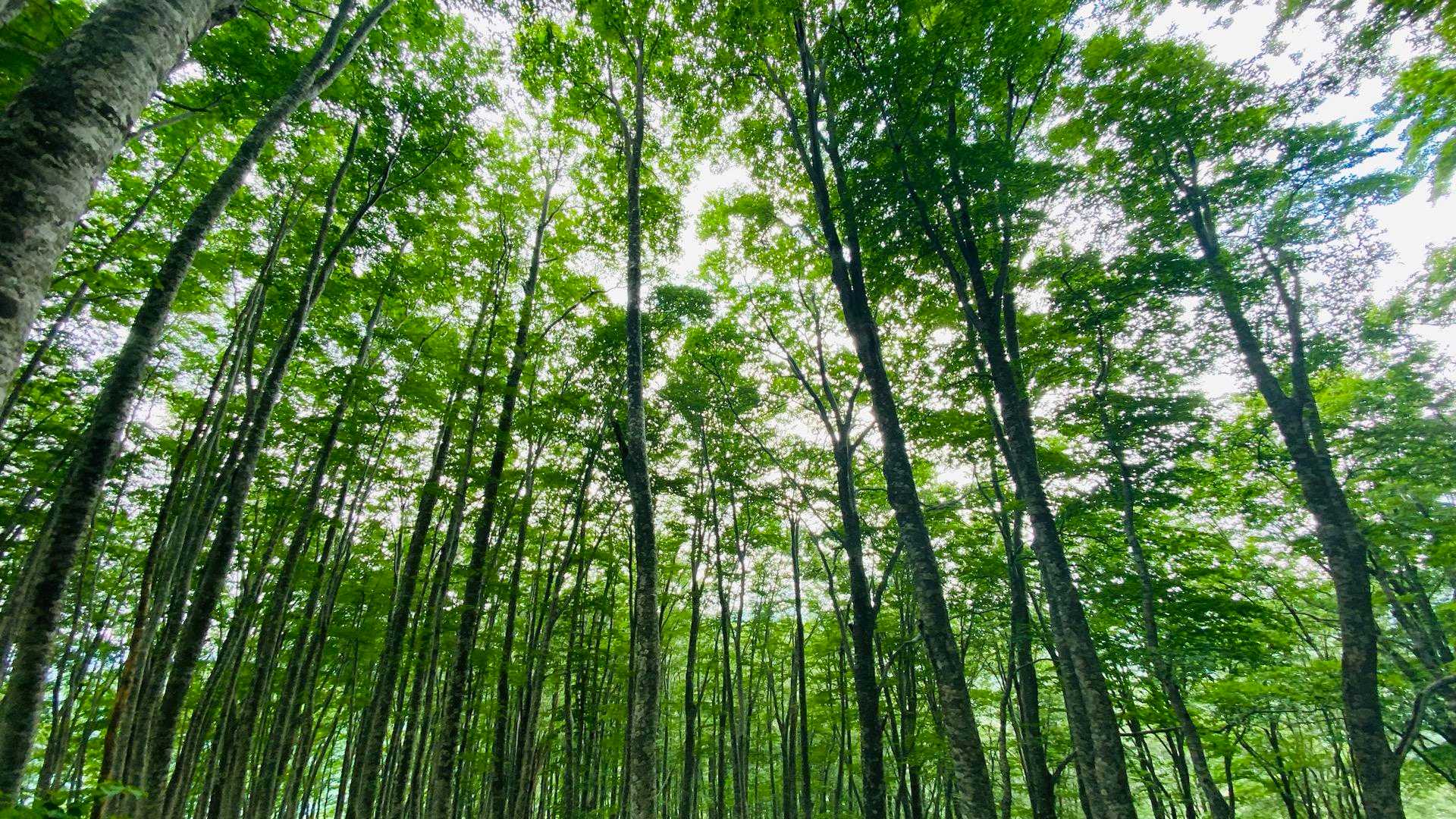 下山はブナ森コースを
スゴい綺麗な森でした