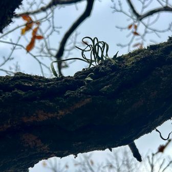 腕から
毛がモジャ(o´罒`o)ﾉｷｼﾉﾌﾞ