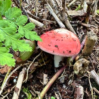🍄‍🟫も忘れずに