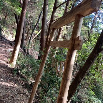 この⛩をすぐにくぐらずに少し奥に行けば御神水ってのがあるっぽい💦
降りてから知った😭
