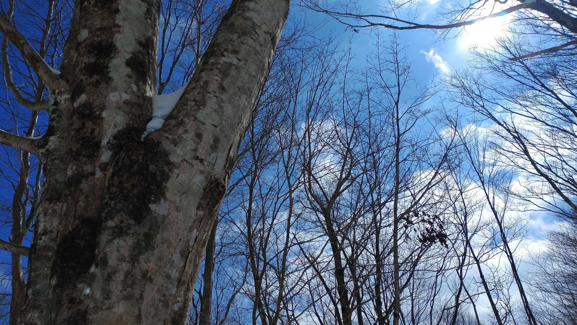 夏焼峠-恐羅漢山 往復コースの写真