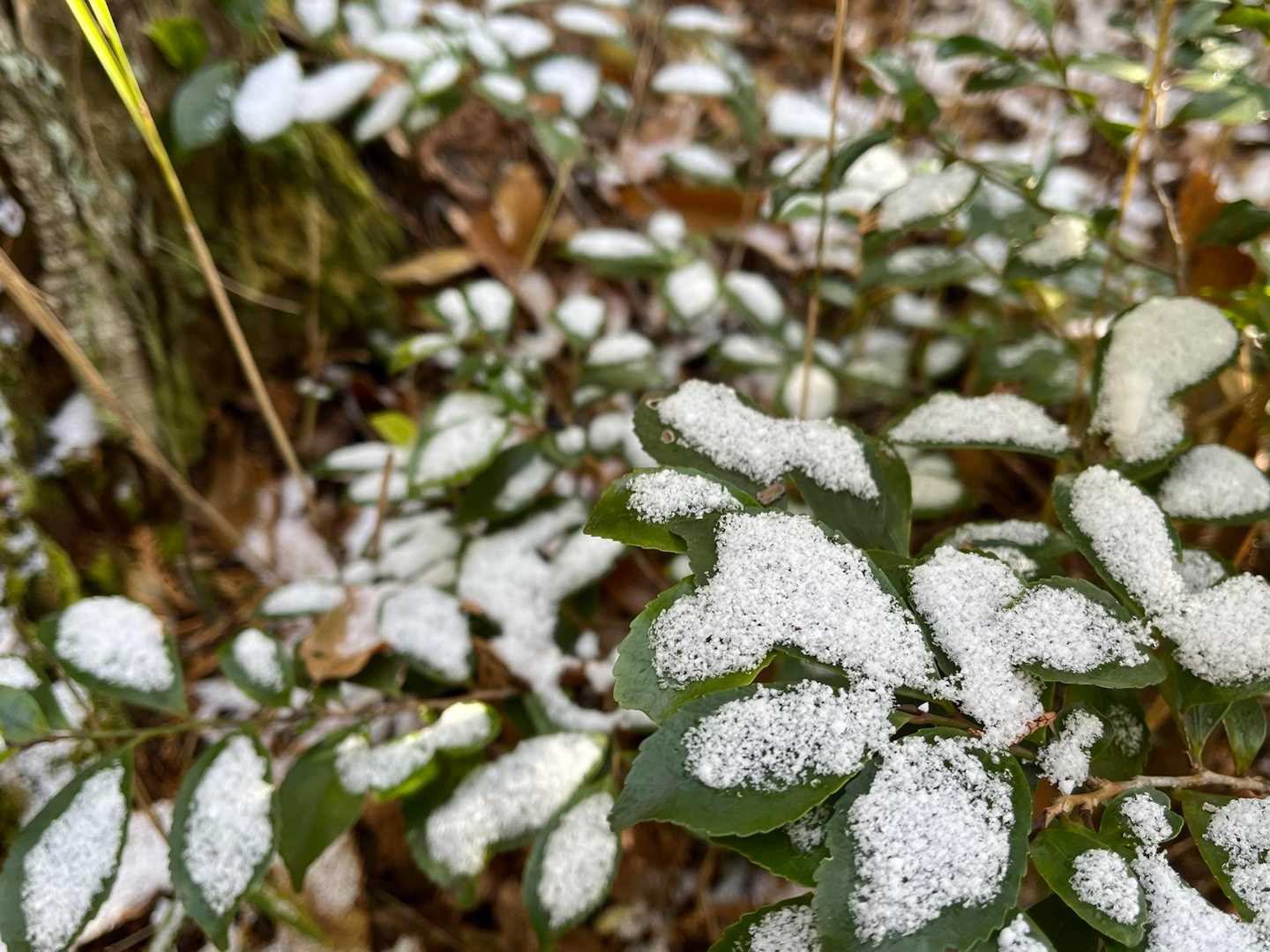 雪が可愛ゆい❄️