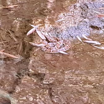 かみの泉で🐟にエサをあげようとしたら、マムシ🐍が···