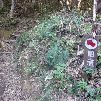 また旧道に入る。　ジグザクに作られている林道を旧道が時々突っ切る。