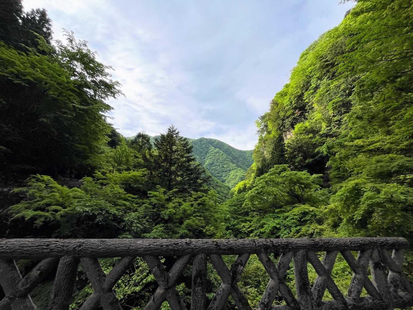 川乗橋バス停-川苔山登山口-川苔山-鋸尾根Ⅰ峰-大根ノ山ノ 縦走コースの写真