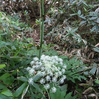 シシウド（猪ウド）、または高山型のミヤマシシウド（深山猪ウド）